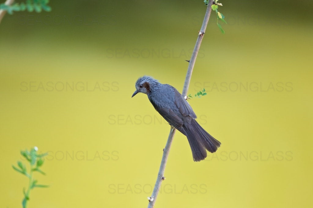 Brown-eared Bulbul