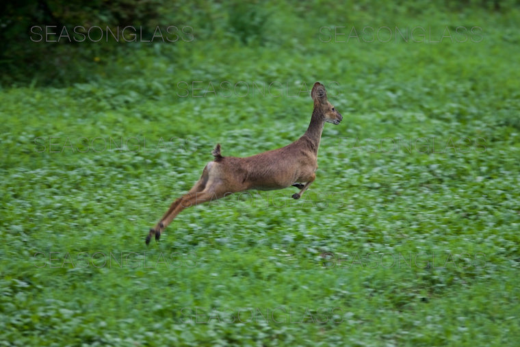 Water Deer