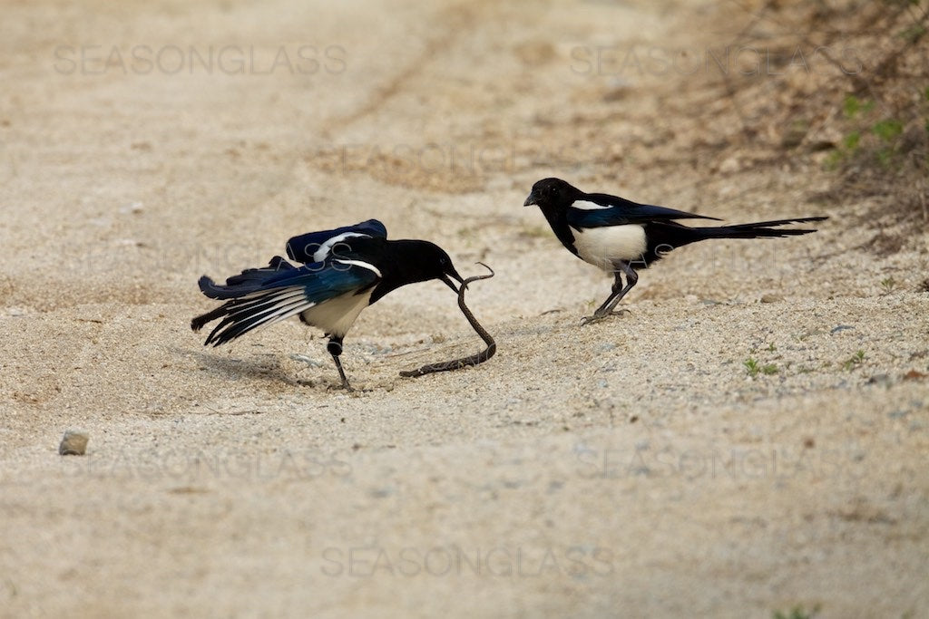 Magpies and Korean Rat Snake