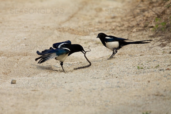 Magpies And Korean Rat Snake Ahae