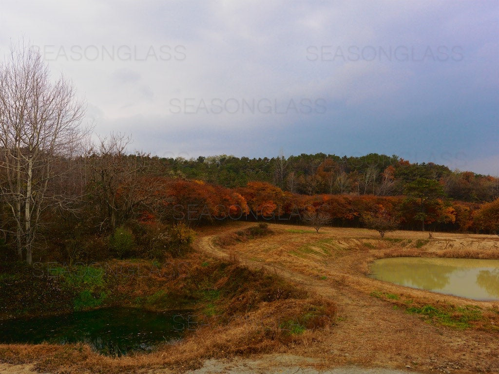 Woods in Autumn