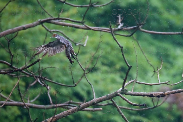 Common Cuckoo