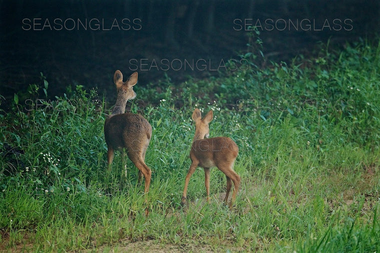 Water Deer