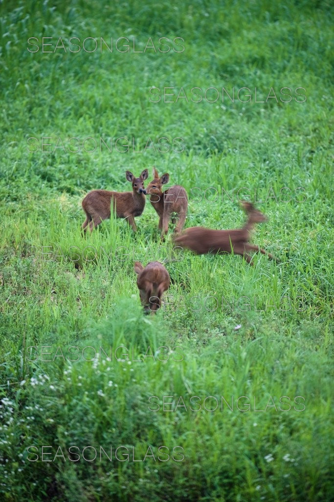 Water Deer