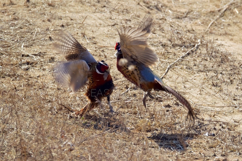 Cock Pheasants