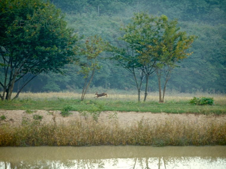 Water Deer