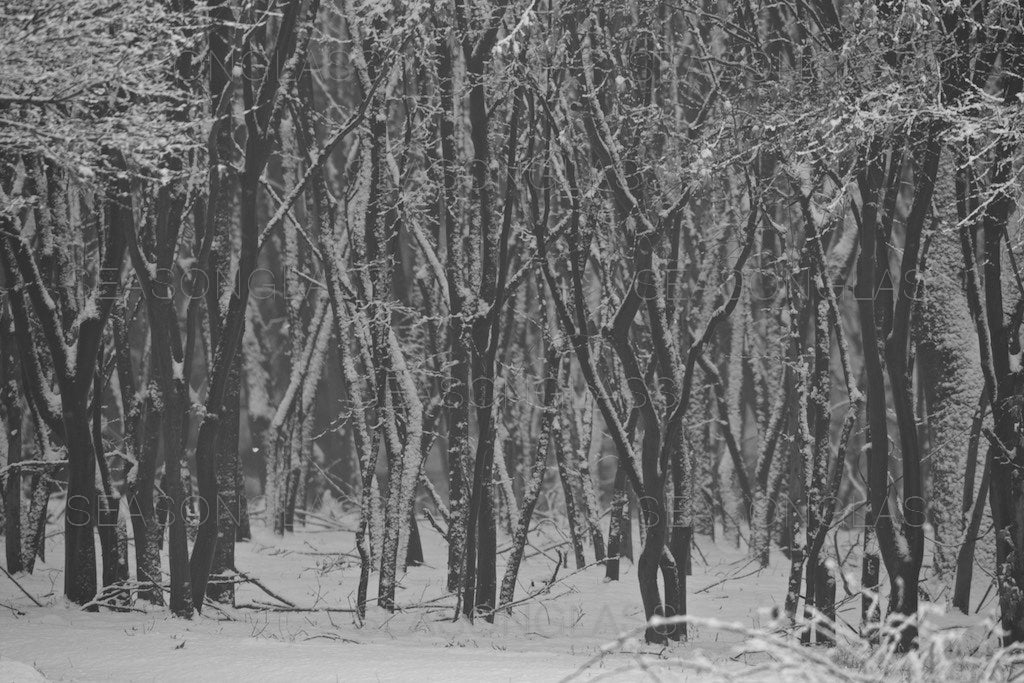 Maple Trees in Winter