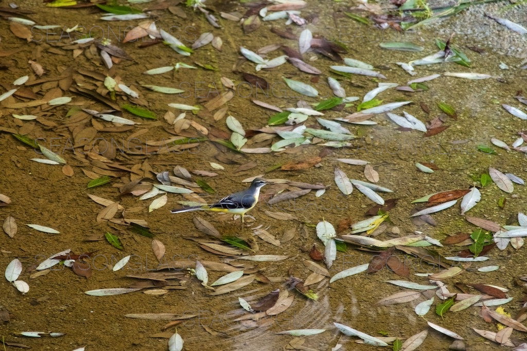 Grey Wagtail and Willow Leaves