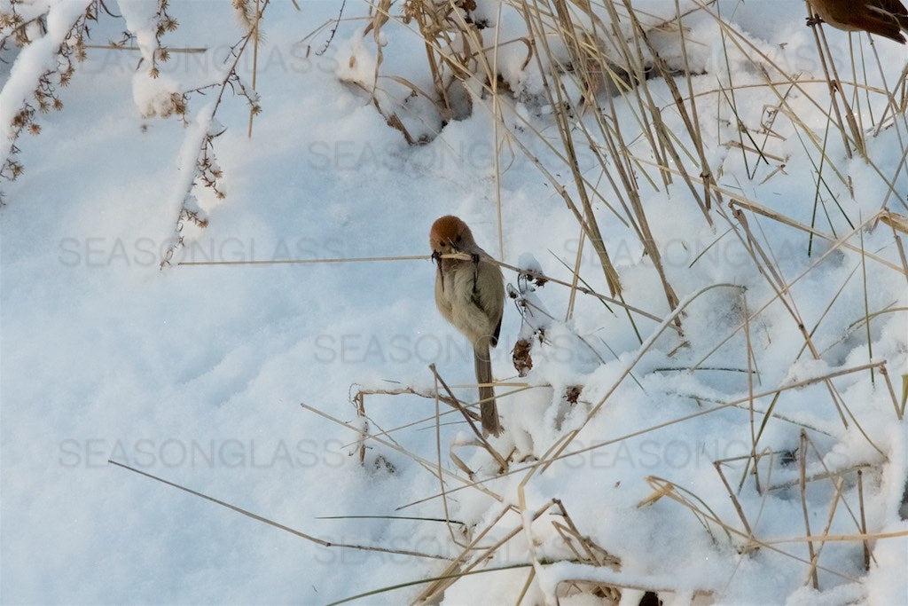 Vinous-throated Parrotbill