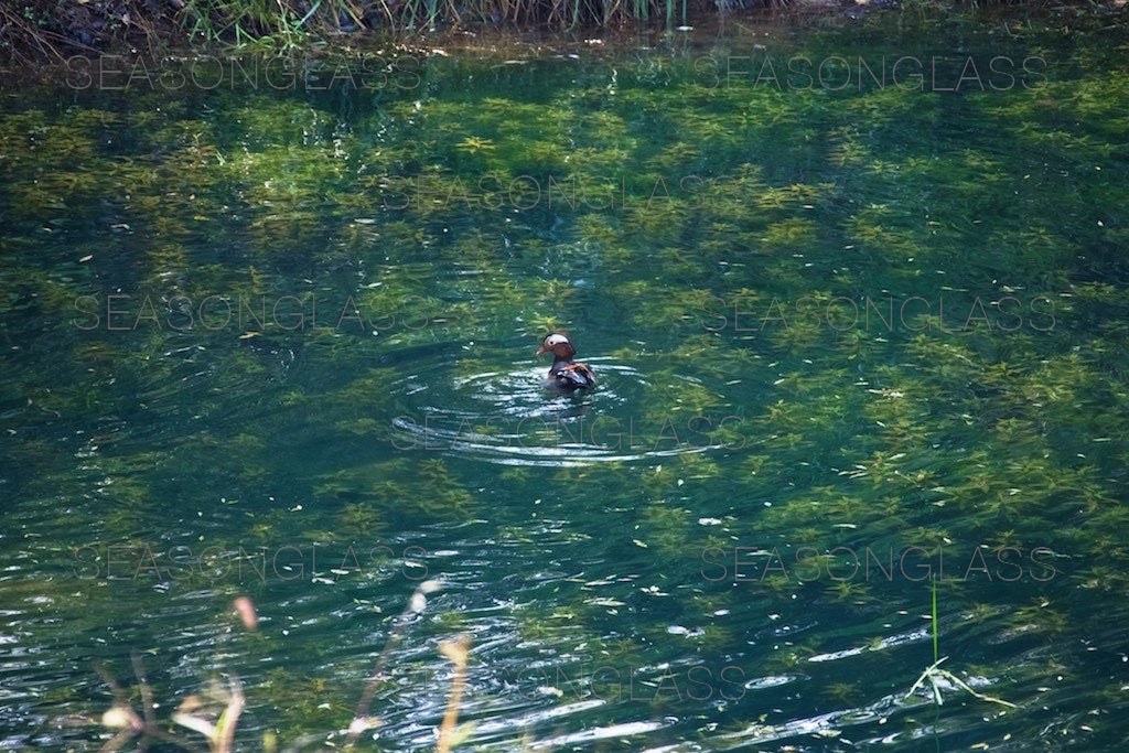 Male Mandarin Duck