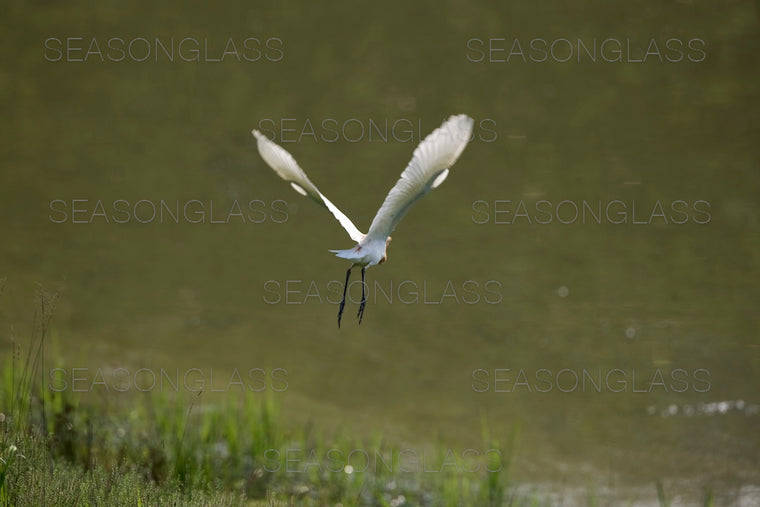 Cattle Egret
