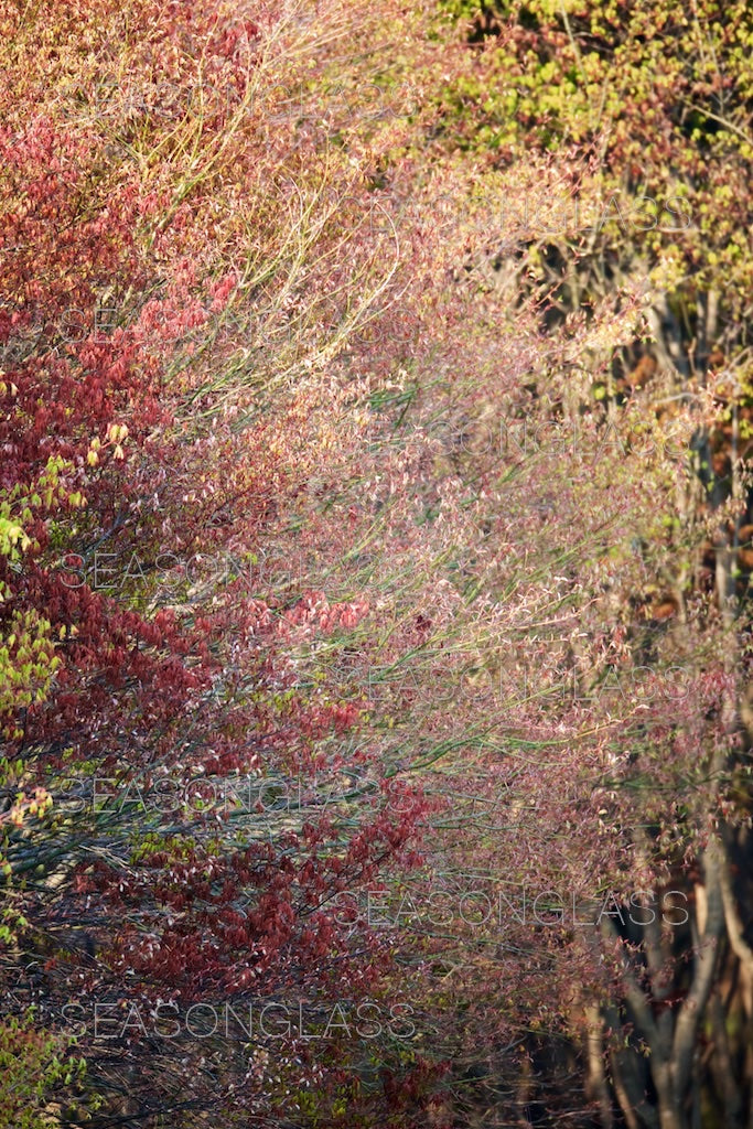 Maple Trees in Spring