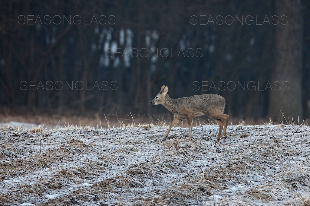 Water Deer