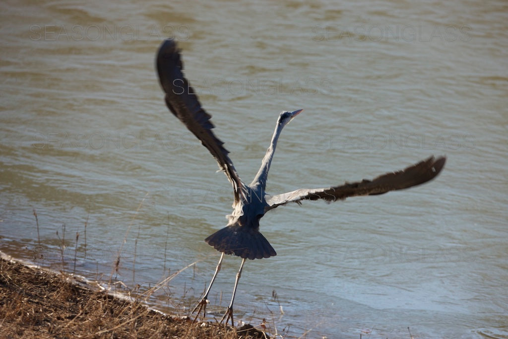 Grey Heron