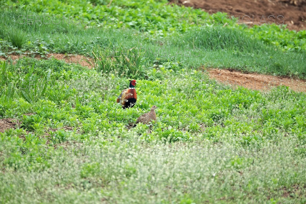 Cock and Hen Pheasant