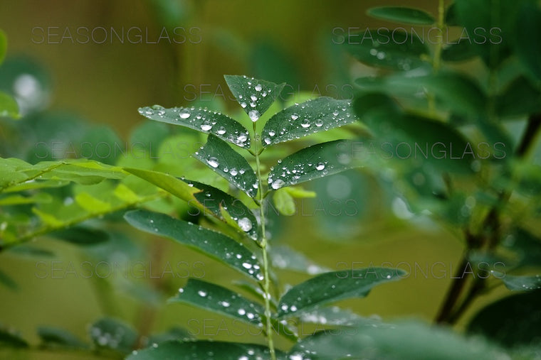 Plants