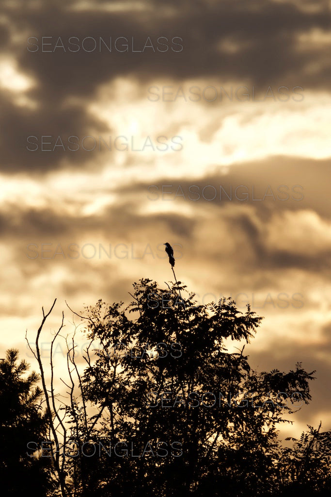 Clouds with Bird
