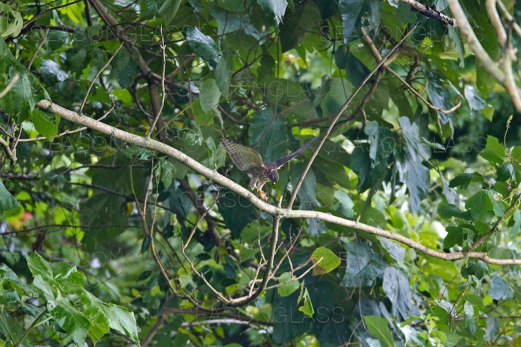 Chinese Sparrowhawk with Frog