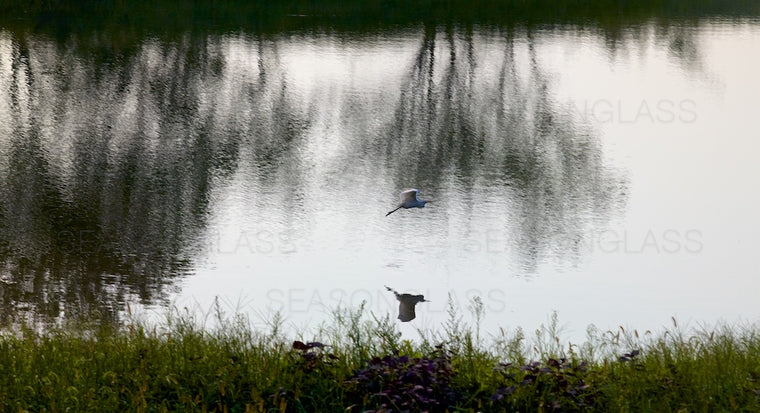 Grey Heron and Reflection