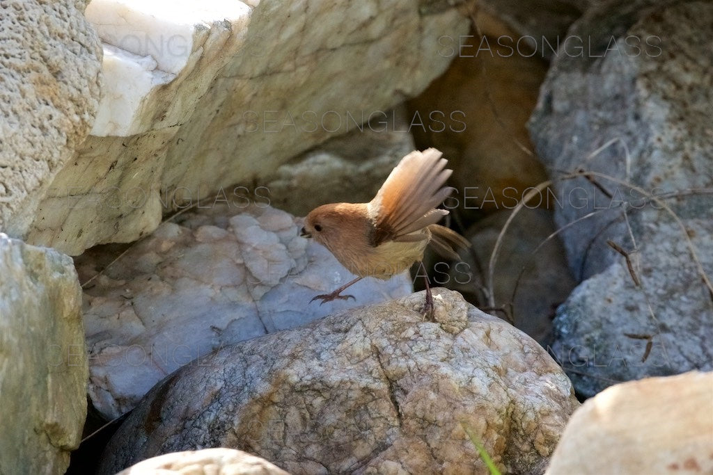 Vinous-throated Parrotbill