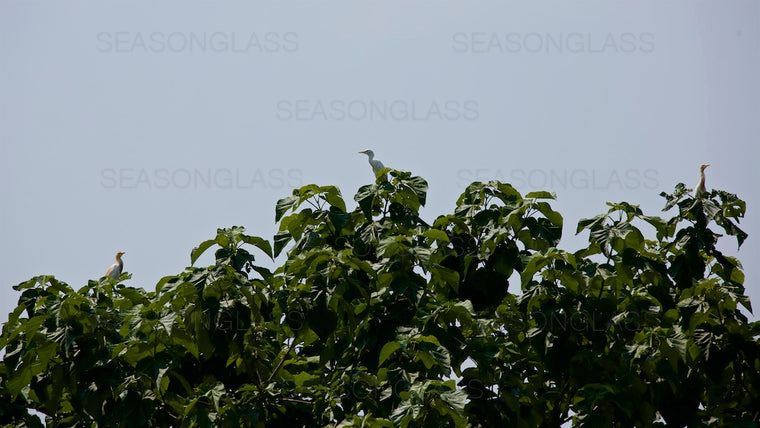 Egrets