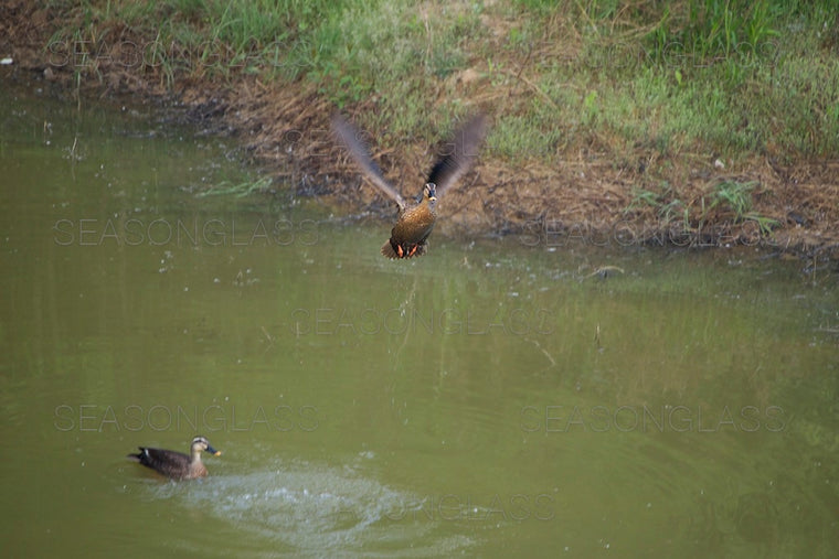 Spot-billed Ducks