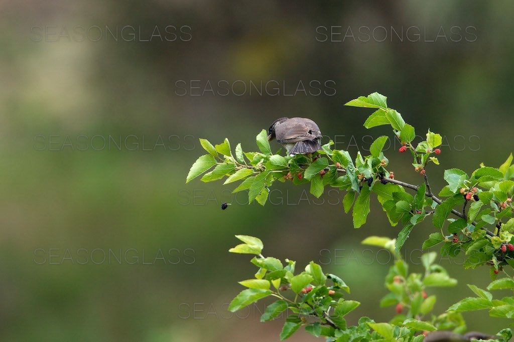 Grey Starling