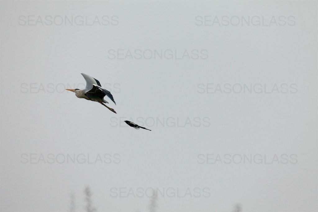 Magpie Chasing Grey Heron