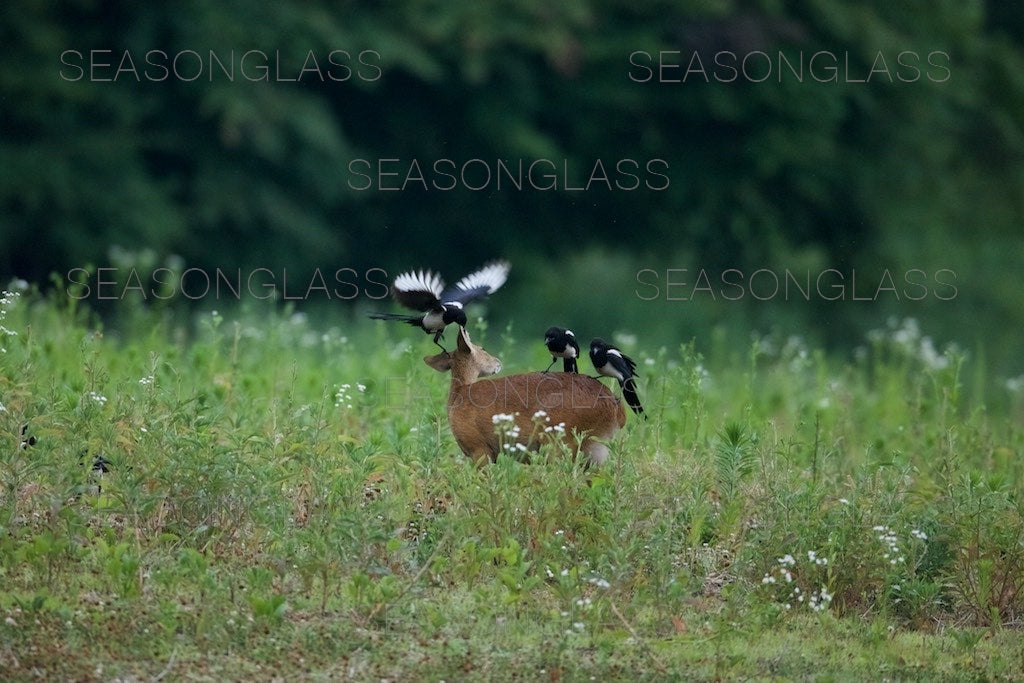 Magpies and Water Deer