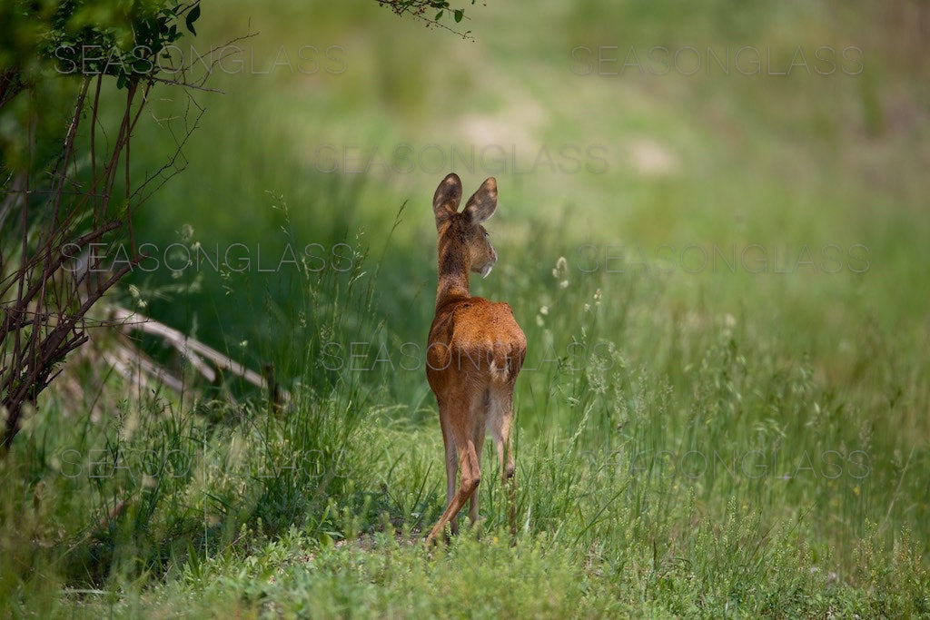 Water Deer