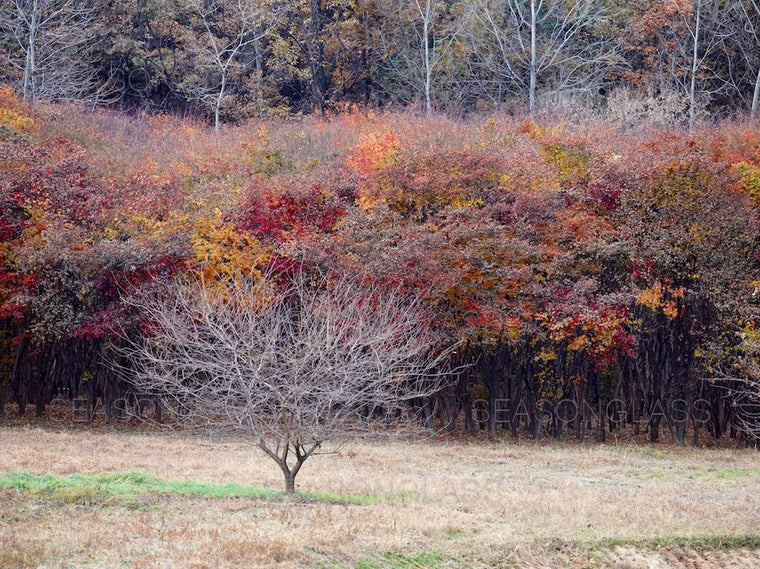 Woods in Autumn