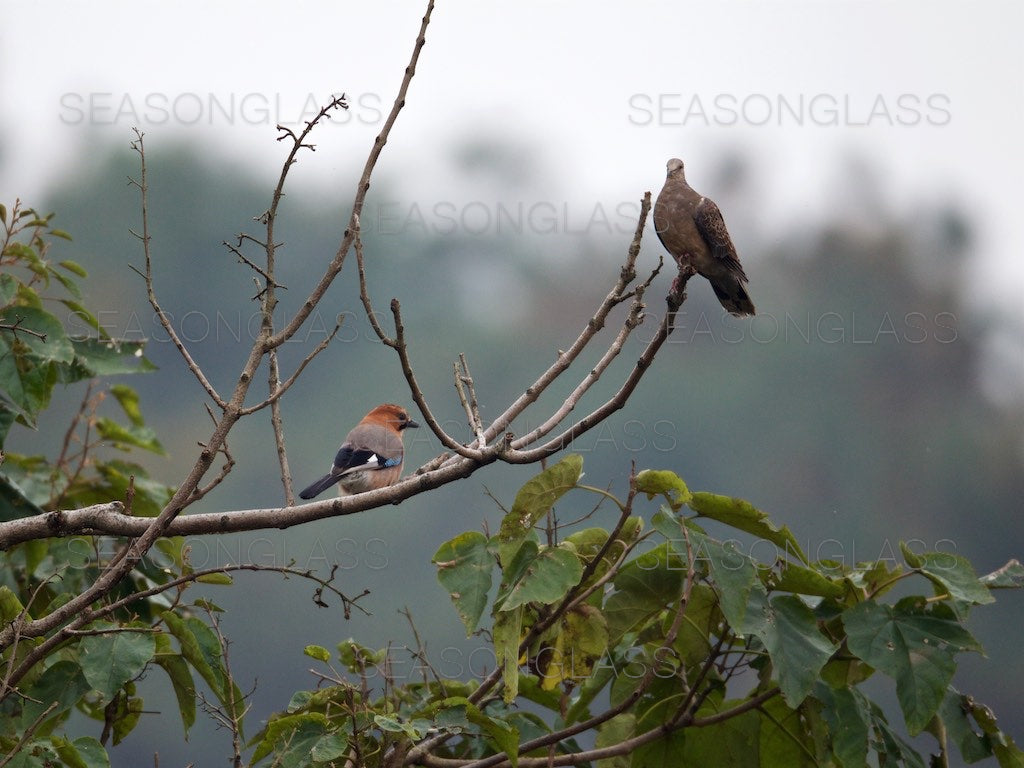 Eurasian Jay and Oriental Turtledove