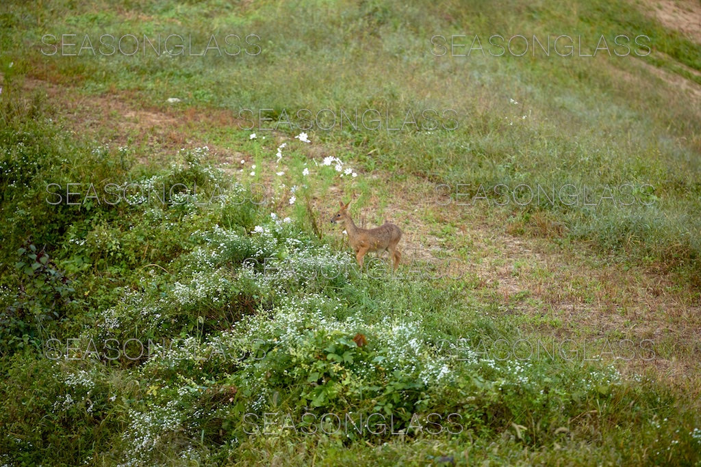 Water Deer