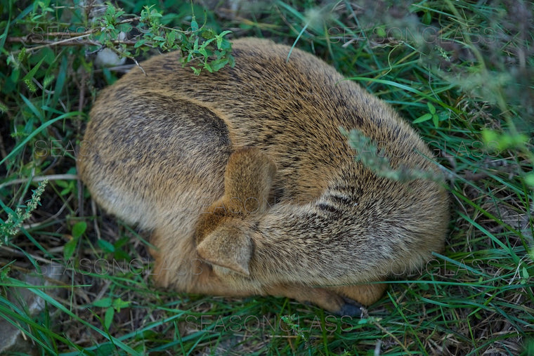 Water Deer