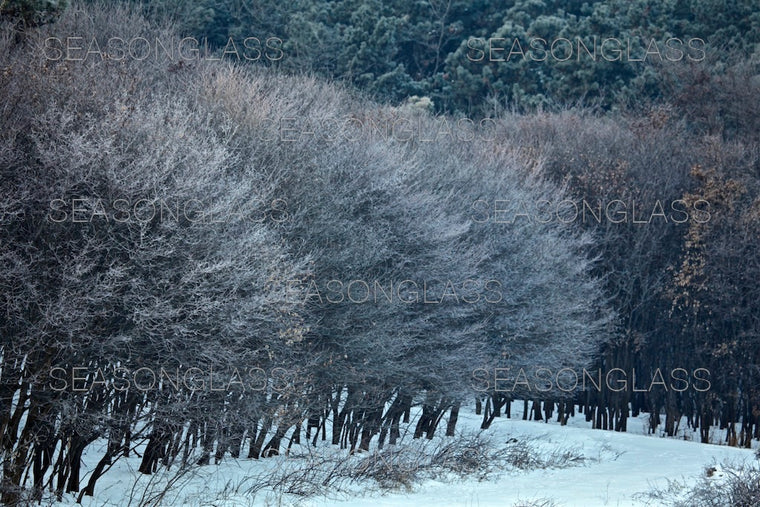 Maple Trees