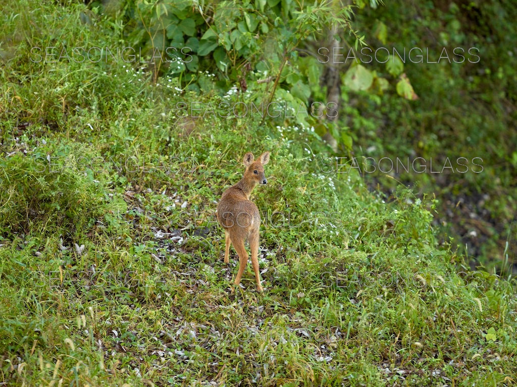 Water Deer