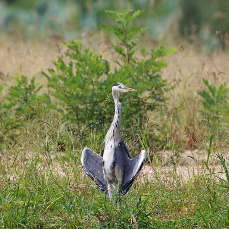 Grey Heron
