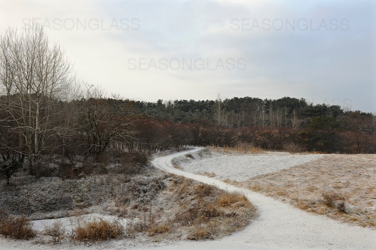 Woods in Winter