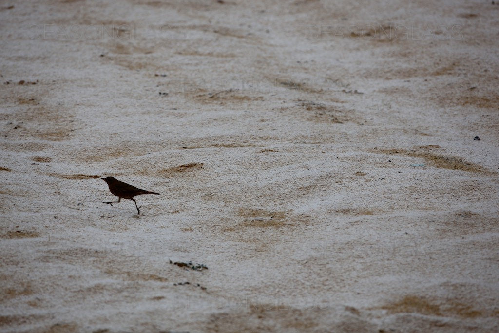 Dusky Thrush