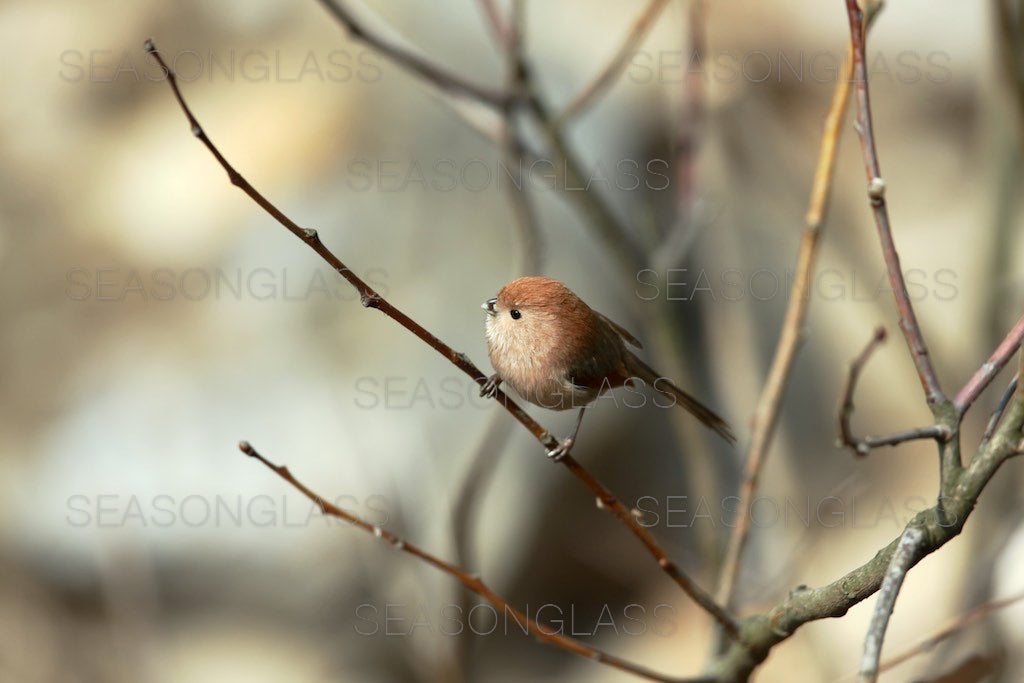 Vinous-throated Parrotbill