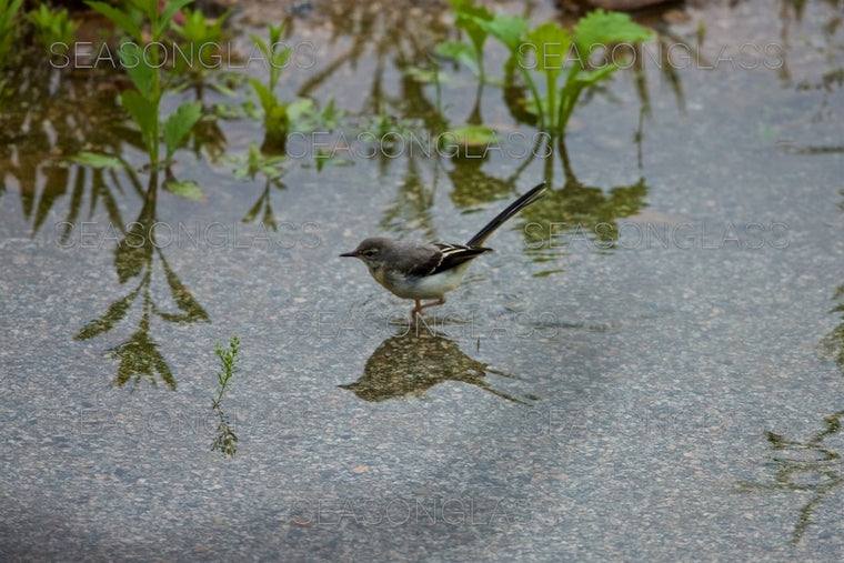 Grey Wagtail