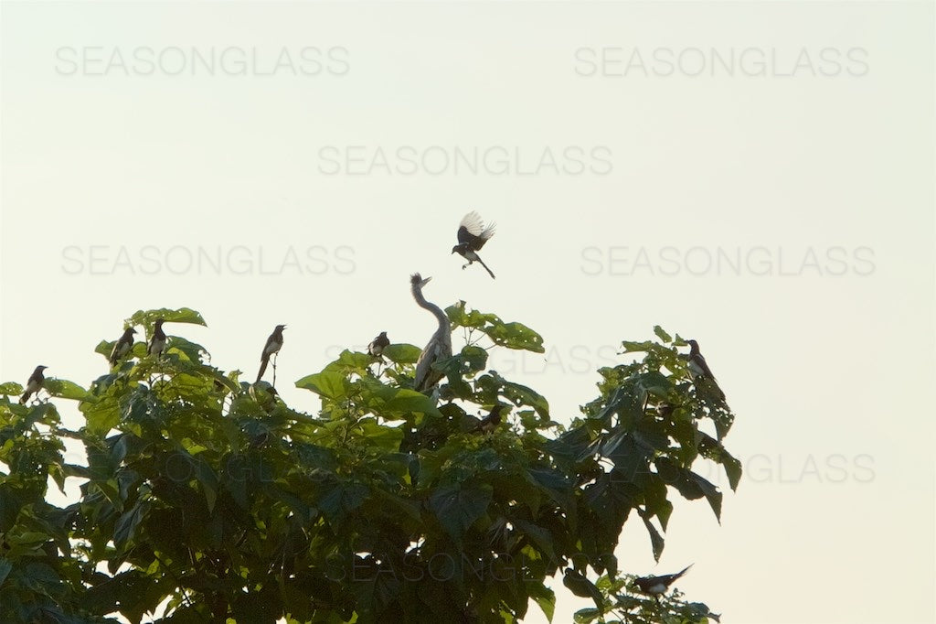 Magpies Harassing Grey Heron