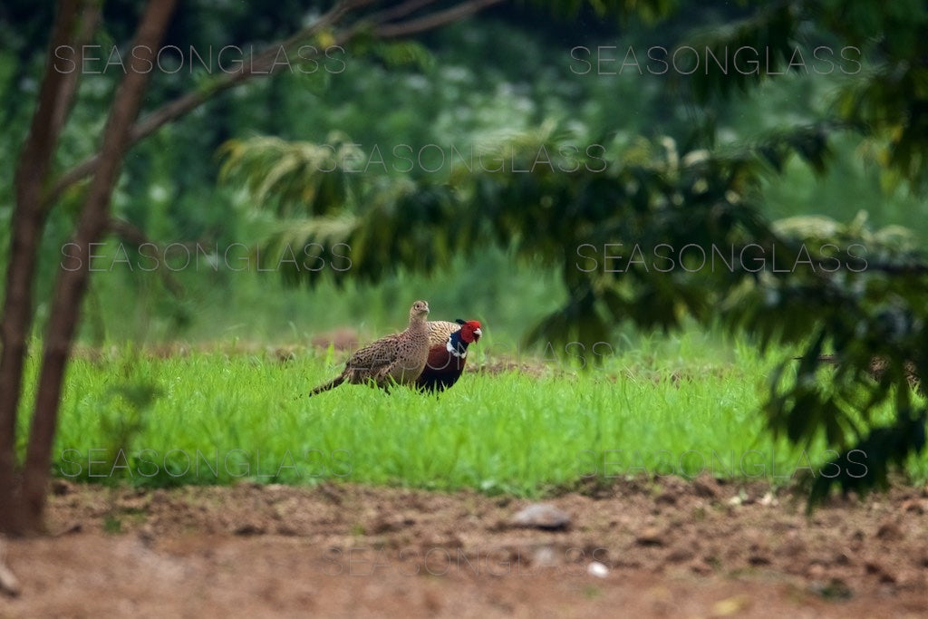 Cock and Hen Pheasant