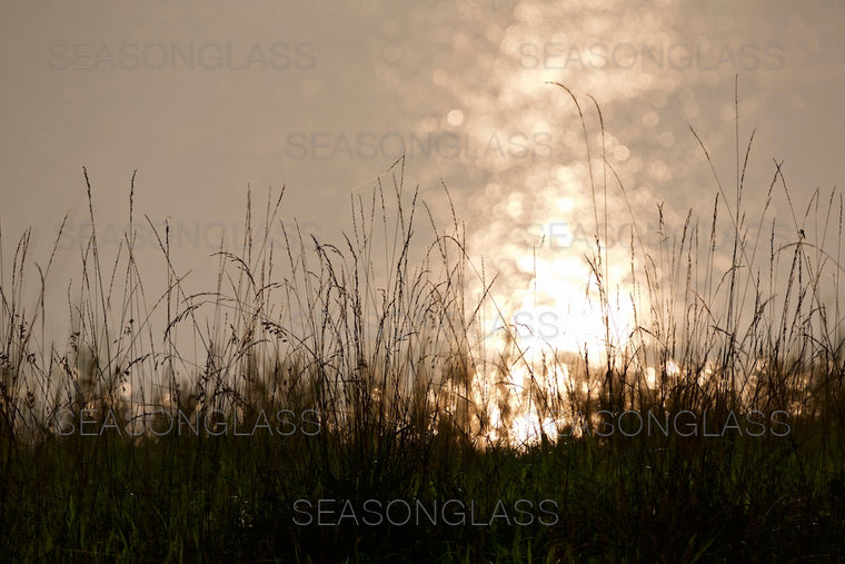 Green Foxtails