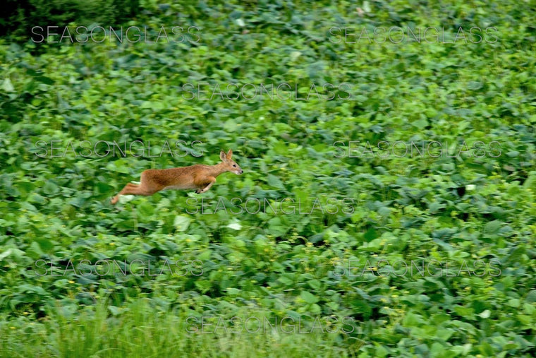 Water Deer