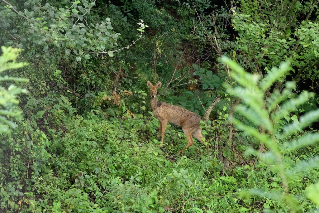 Water Deer