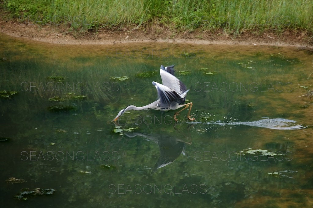 Grey Heron