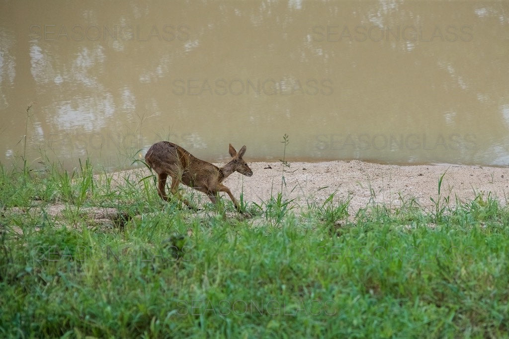 Water Deer