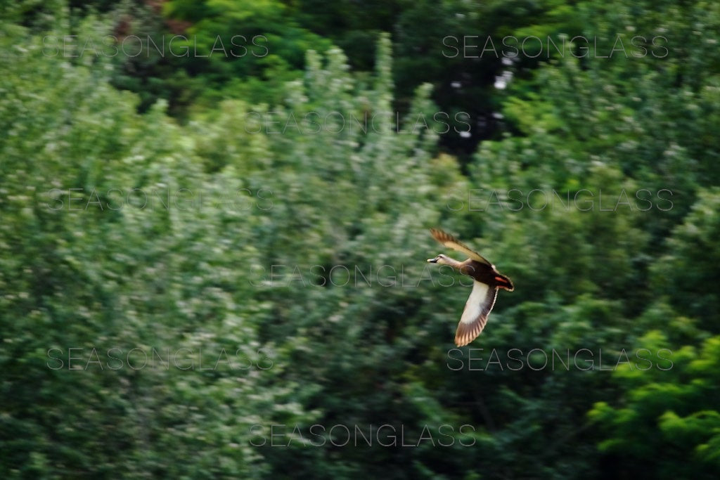 Spot-billed Duck