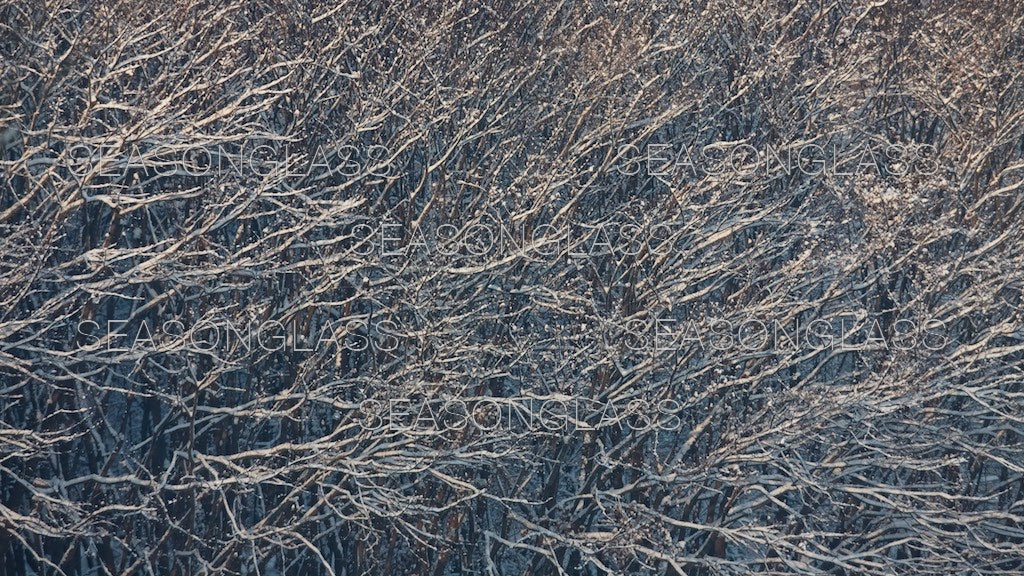 Maple Trees in Winter